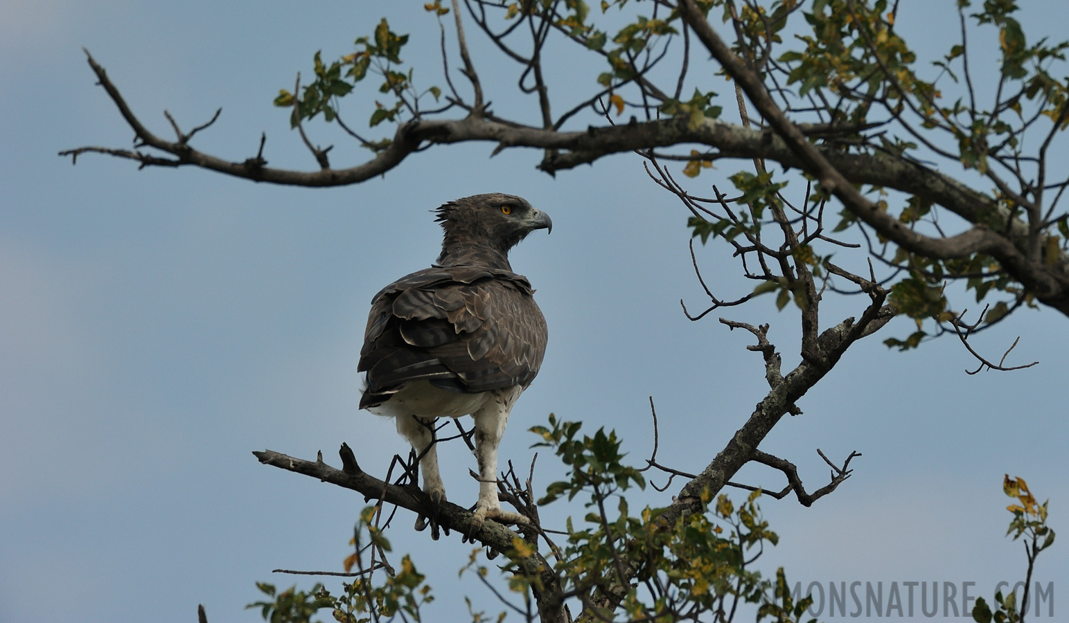 Polemaetus bellicosus [550 mm, 1/3200 Sek. bei f / 8.0, ISO 1000]